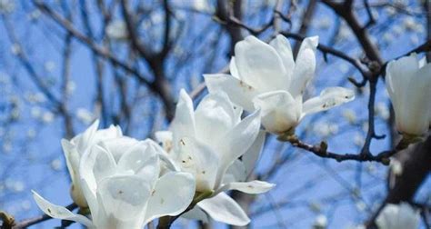 玉兰花树风水|原创 玉兰花树的风水禁忌 种植要注意什么